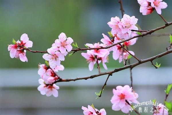 上海奉贤去哪里桃花风景最美 桃花什么时候开放