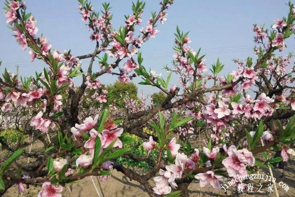 上海奉贤去哪里桃花风景最美 桃花什么时候开放