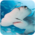 锤头鲨模拟器3d破解版下载_锤头鲨模拟器3d无限金币版v1.0.1