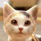 与我的猫咪最新汉化版下载-与我的猫咪无广告中文版v1.0.0安卓版
