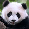 熊猫模拟器游戏官方版下载-熊猫模拟器最新手机版下载v1.0.2