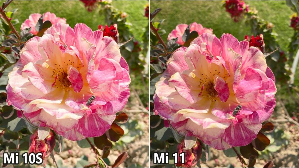 小米10s和小米11拍照哪个更好 拍照能力效果对比评测分析