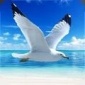 海鸥模拟器游戏安卓版下载-海鸥模拟器手游最新版下载v1.0.1