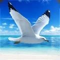 海鸥模拟器游戏官方版下载-海鸥模拟器游戏安卓版下载
