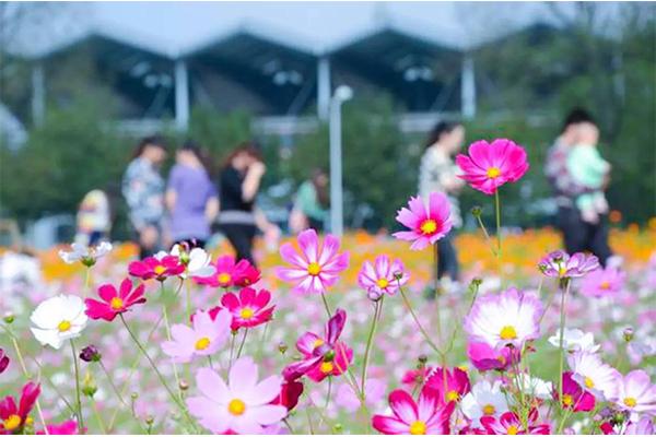 南京去哪能看到格桑花花海 ​格桑花花期是什么时候