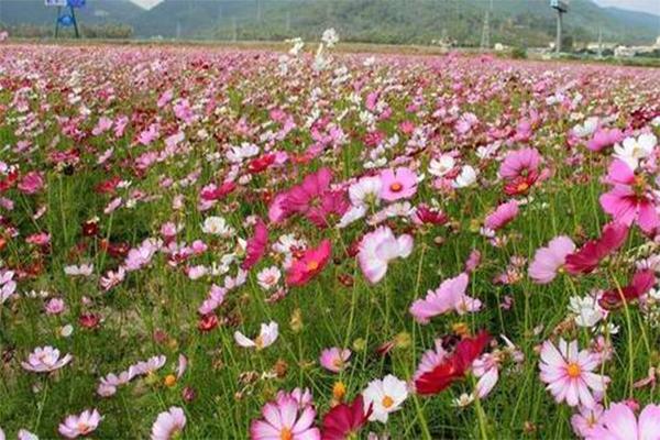 南京去哪能看到格桑花花海 ​格桑花花期是什么时候