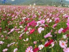 南京去哪能看到格桑花花海 ​格桑花花期是什么时候