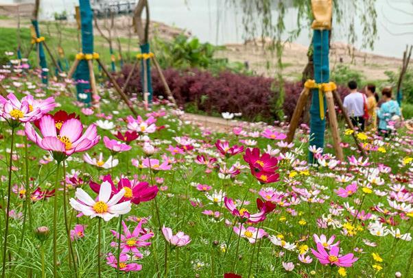 南京去哪能看到格桑花花海 ​格桑花花期是什么时候