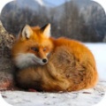 野生狐狸模拟器游戏下载_野生狐狸模拟器手游最新版下载v1.0.2 安卓版