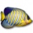 小鱼动态桌面下载_小鱼动态桌面最新免费最新版v1.7
