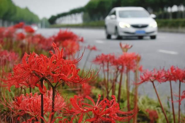 武汉新洲问津大道的彼岸花怎么样好看吗 你看过10万株彼岸花盛开的样子吗