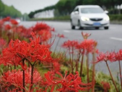 武汉新洲问津大道的彼岸花怎么样好看吗 你看过10万株彼岸花盛开的样子吗