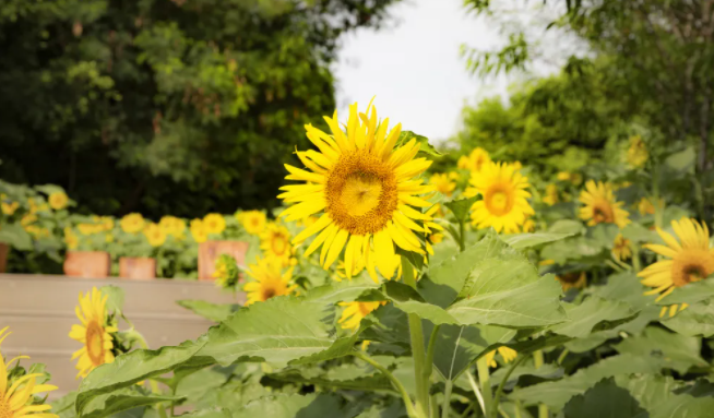 厦门园博苑向日葵在哪个位置 最佳观赏向日葵位置攻略
