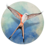 展翅翱翔最新版下载_展翅翱翔游戏免费安卓版下载v1.1.101 安卓版