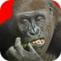 飞翔的大猩猩免费版游戏下载_飞翔的大猩猩最新版下载v3.03 安卓版