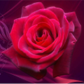 红玫瑰社区app下载_红玫瑰社区最新版下载v1.0.0 安卓版