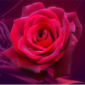 红玫瑰社区app下载_红玫瑰社区最新版下载v1.0.0 安卓版