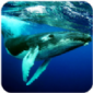 座头鲸模拟器3D最新版下载_座头鲸模拟器3D游戏中文版下载v1.0.2 安卓版