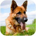 牧羊犬模拟器手机版游戏下载_牧羊犬模拟器最新版下载v1.1.5 安卓版