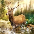 模拟动物猎杀手机版免费下载_模拟动物猎杀游戏安卓版V1.0