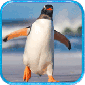 企鹅模拟器中文版下载_企鹅模拟器游戏最新下载v1.0 安卓版