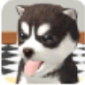 柯基犬模拟器中文版下载_柯基犬模拟器游戏下载v1.036 安卓版