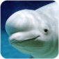 白鲸模拟器游戏免费版下载_白鲸模拟器安卓版下载v1.0.1 安卓版