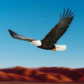 鸟类比赛模拟器游戏下载_鸟类比赛模拟器2022最新版下载v1.2 安卓版
