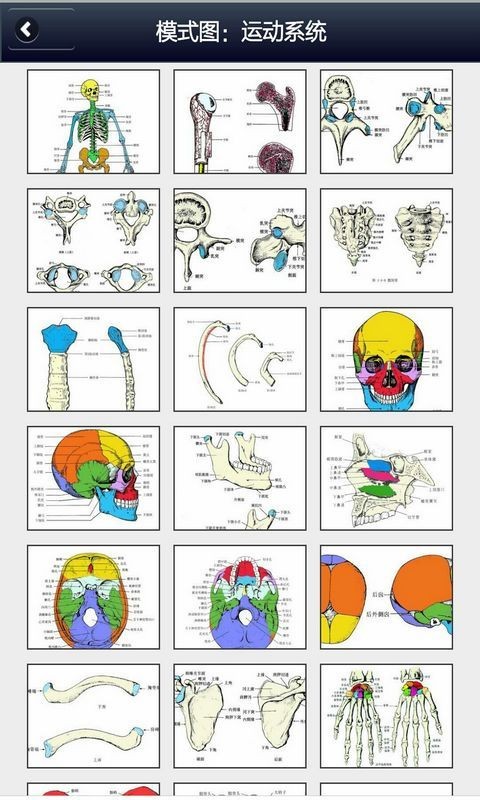 解剖学知识app手机版下载_解剖学知识安卓版下载v3.2 安卓版 运行截图3