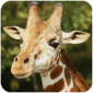 长颈鹿模拟游戏安卓版下载_长颈鹿模拟手机版下载v1.0.9 安卓版