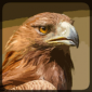 野鹰模拟器安卓版下载_野鹰模拟器游戏手机版下载v3.1 安卓版