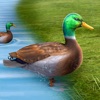 真正的鸭子生活模拟器3D中文版下载_真正的鸭子生活模拟器3D游戏手机版下载v1.0 安卓版