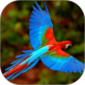 鹦鹉说话教材app免费下载_鹦鹉说话教材官方正式版V1.0.8下载