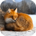 野生狐狸模拟器游戏最新版下载_野生狐狸模拟器免费武器版下载v1.0.2 安卓版