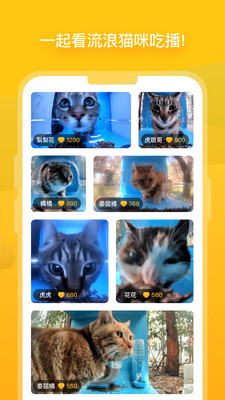 哈啰街猫app下载_哈啰街猫app最新安卓版正版最新版 运行截图1