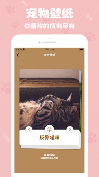 反骨喵咪app下载_反骨喵咪最新版下载v1.0 安卓版 运行截图1