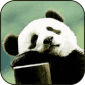 幂播熊猫app下载_幂播熊猫手机版下载v491.103 安卓版