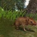 真实老鼠生存模拟器游戏下载_真实老鼠生存模拟器最新版下载v1.2 安卓版