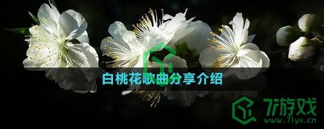 《抖音》白桃花歌曲分享介绍