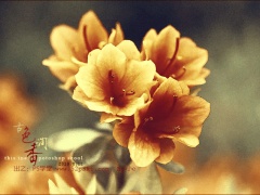 ps如何调成金色古韵花朵效果图_教你调出超美的金色古韵花朵图片