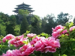 北京最大的牡丹观赏园-景山公园-5月赏花季节旅游攻略