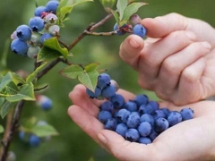 孕妇能吃蓝莓吗有什么好处 孕妇吃蓝莓的好处功效营养价值太多了