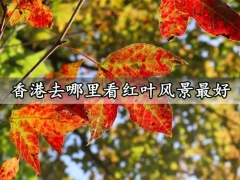 香港去哪里看红叶风景最好 香港赏枫最佳地点推荐