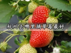 杭州去哪里摘草莓最好 杭州最好的草莓基地推荐