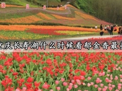 重庆长寿湖什么时候看郁金香最美 郁金香赏花攻略