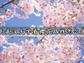 去武汉大学看樱花路线怎么走 武汉大学赏樱花全攻略
