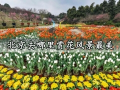 北京去哪里赏花风景最美 北京最全的赏花路线地点推荐