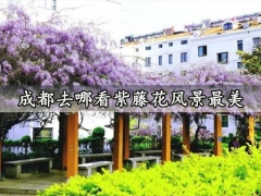 成都去哪看紫藤花风景最美 2021成都芳华紫藤潮文化节活动介绍