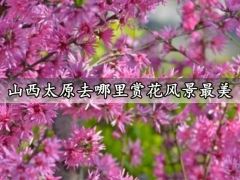 山西太原去哪里赏花风景最美 这些赏花地点一定要收藏了