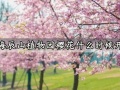 上海辰山植物园樱花什么时候开花 最佳的赏樱花地点推荐